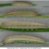 hipp fagi larva3 volg